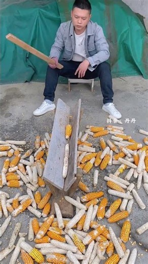 corn kernels corn kernels