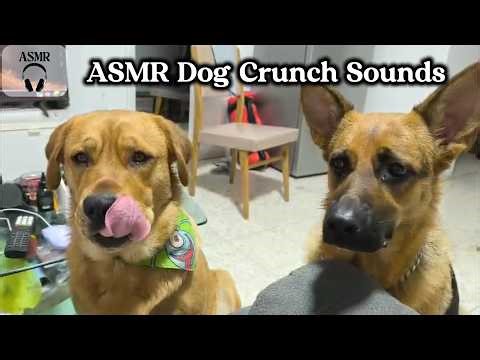 ASMR Dog Crunch Sounds | 2 Dogs Eating Treats (No Talking)