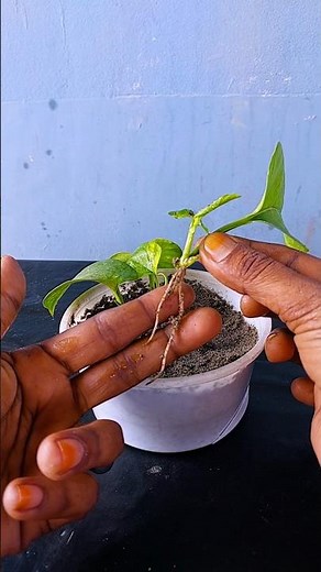 How to propagate pathos plant cutting 🪴 & decorate single leaves