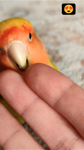 Beautiful ❤️ Bird Storay 🦜