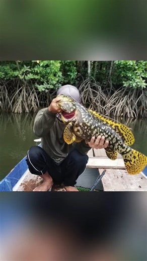 Bumblebee Fish ⁉️ | Roy Fishing Berau
