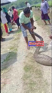 #Naxalbari: Giant python recovered from tea garden, laborers ran away from work. ILoveBagdogra #reelsviral | I Love Bagdogra
