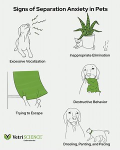 322K views · 501 reactions | If you've been working from home, your pet may experience separation anxiety when you return to work. Here are 6 signs to look out for in your cat or dog. Check out more tips here: bit.ly/2ziTjVA | VetriScience | Facebook