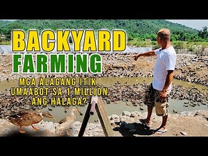 AMAZING BACKYARD FARMING | MGA ALAGANG HAYOP NAPARAMI, ALAGANG ITIK, UMAABOT SA 1 MILLION ANG HALAGA