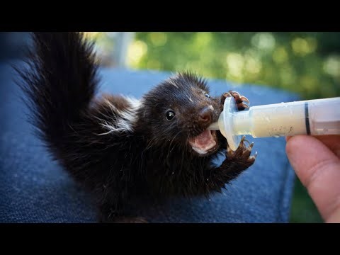 How To Raise an Orphaned Skunk