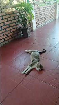 bạn rủ đi karaoke mà không hát cứ theo chọc ghẹo bạn miêu 😄