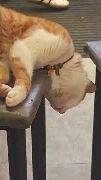 Curious Cat #cats #animal #pets