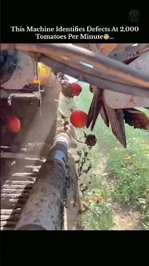 Inside a High-Speed Tomato Sorting Machine #agritech #machinery #shorts