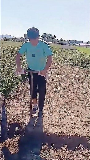 American ginseng harvesting process- Good tools and machinery can increase work efficiency