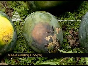 Intense heat in Kerala; Farmers are in crisis