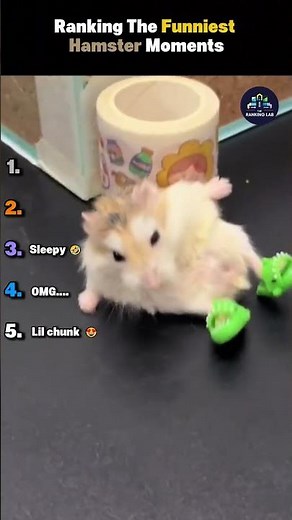 Ranking The Funniest Hamster Moments #funniest #hamster #moments #shorts