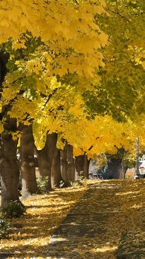 The Fall colors have arrived in Carson City! From the colorful trails of Ash Canyon to the golden glow along the Carson River, this is the season to explore. Grab your camera, breathe in that crisp autumn air, and chase the fall colors across Carson City! #fallincarsoncity #leafpeeping | Visit Carson City