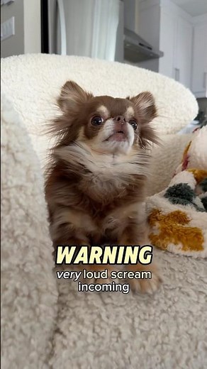 Loudest Dog Scream Ever Recorded 🤯