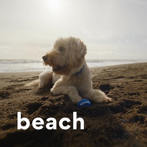 10K reactions · 585 shares | There’s your pet and there’s Chewy with everything they need. From food. To fun. To fashion. Delivered fast at great prices. | Chewy | Facebook