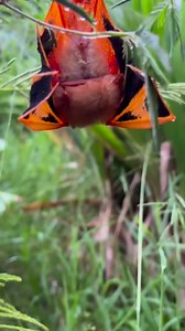 Connaissez-vous La Chauve-souris papillon d'Asie du Sud-Est. ? Pas Belle la nature ?? L'Asie du Sud-Est est une région riche en biodiversité, et les chauves-souris ne font pas exception. On y trouve une grande variété d'espèces, dont certaines sont uniques à cette région. Parmi ces espèces, on trouve la chauve-souris papillon, une petite chauve-souris frugivore de la famille des Phyllostomidae. Elle est présente dans toute l'Asie du Sud-Est, du Myanmar au Vietnam. La chauve-souris papillon est u