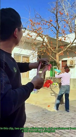 Slingshot Persimmon Picking: High Accuracy Fruit Harvesting