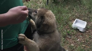 Playful Great Pyrenees Border Collie Puppy Chewing and Eating Leaves off a Branch From a Farmers Hand with Water Bowl in Background