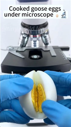 Egg Yolk Under Microscope: 100x vs 1000x Zoom #microscope #usa #EggYolk
