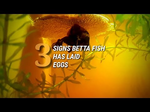 3 Signs Betta Fish Have Finished Spawning (Laid Eggs) | What To Do Next?