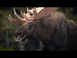 🚂 Canada Rail Holidays | Rocky Mountaineer & Cross-Canada Train Adventures