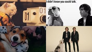 10 times pets absolutely stole the show in music videos