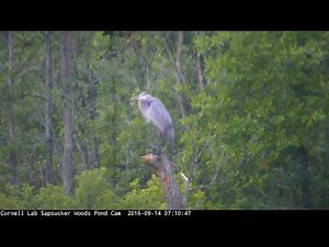 Great Blue Heron Perched On Snag - Sept. 14, 2016