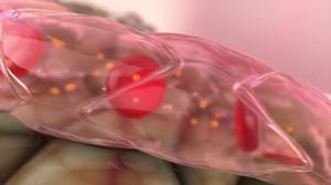 【3D医学动画】Fusion 生命之美