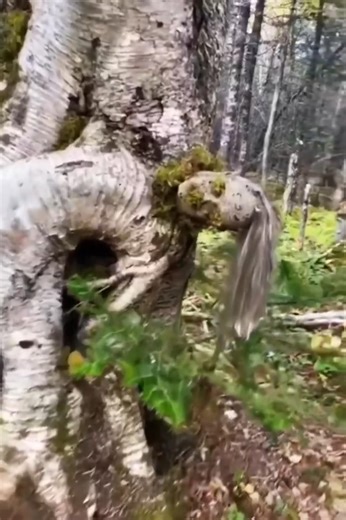 Strange Types of Trees That Shouldn’t Exist | Unexplained List