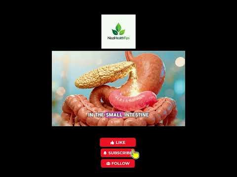 How Protein is Digested in Your Body (3D Animation) | Protein Digestion & Absorption