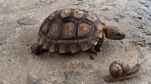 Watch what happens when a turtle and a snail get into a fight