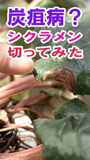 【これ炭疽病？】シクラメン、それ病気のサインかも！？💦 #炭疽病 #シクラメン病気