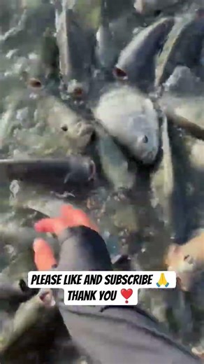 #highlights #trending #youtube #fishing #fish #viral #viralvideo #trendingshorts #tilapia #2026