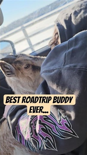 Best cuddle buddy ever. ❤️❤️ #goat #petshorts #cutepets #pets #cuddles #farmanimals #fyp #roadtrip