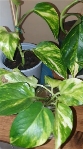 Devil ivy propagation🪴💚 #plants #shorts