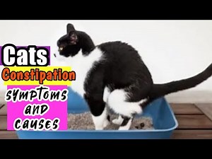 How to Deal with Cats Constipation| Cats Constipation Symptoms and Causes🐈