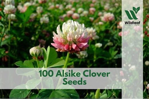 100 Alsike Clover Seeds Trifolium Hybridum Pink Flower - Etsy