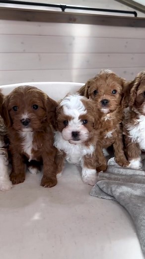 The sweetest little #Friends 💖 #friends #cavapoo #cavapoolovers #cavapoopuppies