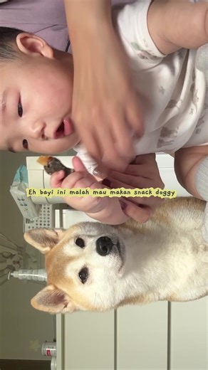 Hello onty uncle! Lama ga post video wkwkwkw kita br balik dr liburan! Mari kita mulai weekend ini dengan video baby Nash and Emiko rebutan snack doggy🤣