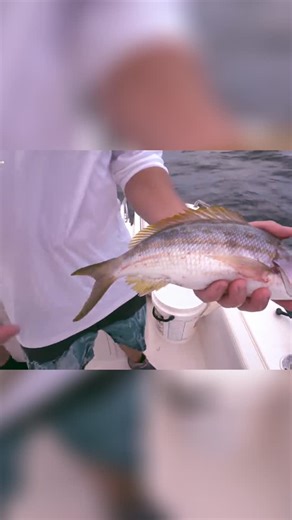 Wander’bout on Instagram: "Yellowtail snapper memories! Key Largo reefs held some amazing fishing. 7-10 miles out puts you in the sweet spot! Watch Full Video : https://youtu.be/OA3UHvqP9Dk #KeyLargo #FishingReef #YellowtailSnapper #FloridaKeys #FishingLife #OffshoreFishing"
