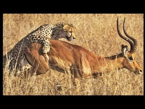 Leopard Hunting Skills in the Wild 🐆 | Big Cats Natural Hunting Documentary | Wildclash4k