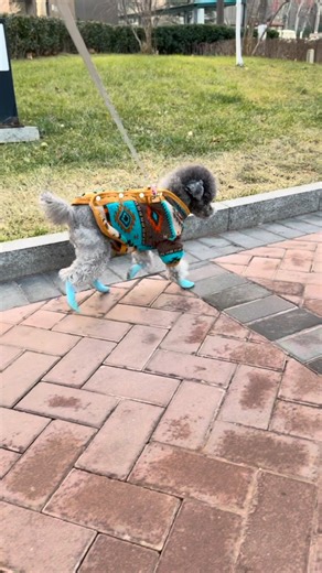 Paw love 🐾 on Instagram: "My fur baby hates wearing shoes, but winter paws need protection too 🐾❄️ This dustproof paw bandage wraps snugly around those tiny feet — no slipping off, no more cold toes! Let them run free and stay warm this season. #PetEssentials #WinterPetCare"