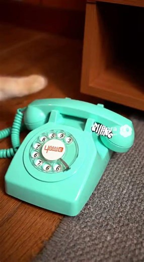 la llamada versión felina #gatos #lallamada #laseñal #ringu #gatito #parodia #gracioso