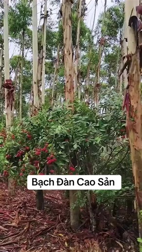 Trồng vải vào gốc bạch đàn: Kỹ thuật hiệu quả