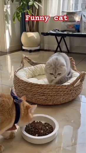 funny cat angry #cat #cutecat #funnycats #shortsfeeds #funny #funnycat123
