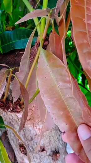 Discover the Benefits of Medicinal Plants: A Mango Recipe