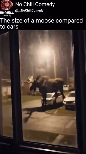 Wow that’s insane @_nochillcomedy #moose #moosehunting #alaska #alaskan | Whitetail Department