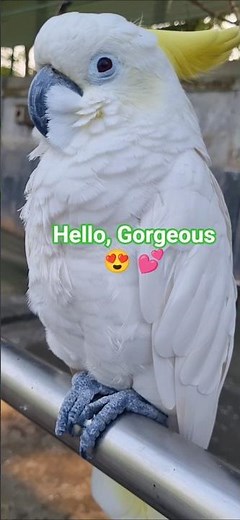 This is Why Cockatoos Steal the Show #birdsofaustralia #beauty #wildlife