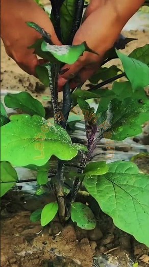 Eggplant Shoot Pruning: Hand Pinching and Stem Defoliation Technique 🍆✂️✨