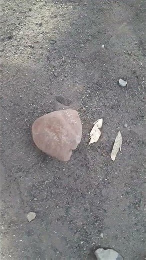 The rock meme (DAY 2) #shorts #viralshorts #dwaynejohnson #rockmeme #roblox #ronaldo