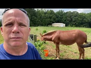 A talk about Mules pt 2